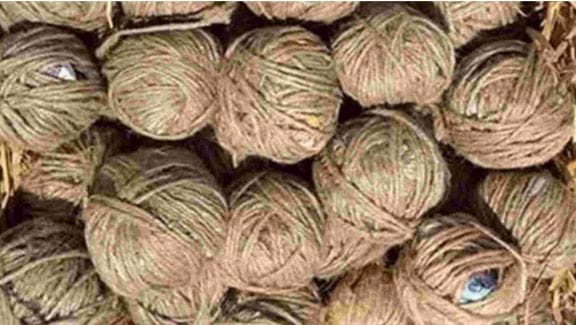 వాలంటీర్ ఇంట్లో దొరికిన నాటు బాంబులు