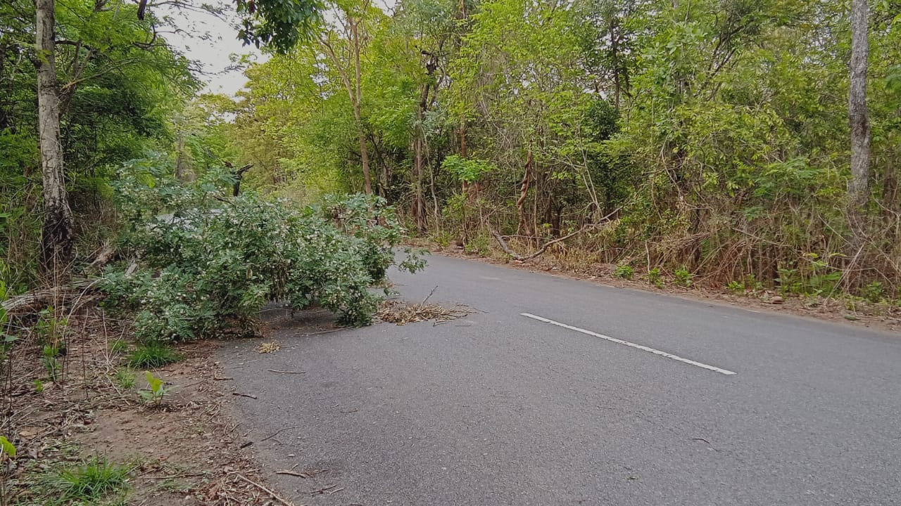 రోడ్డు పై పడ్డ చెట్టు  ప్రయాణికుల పాట్లు