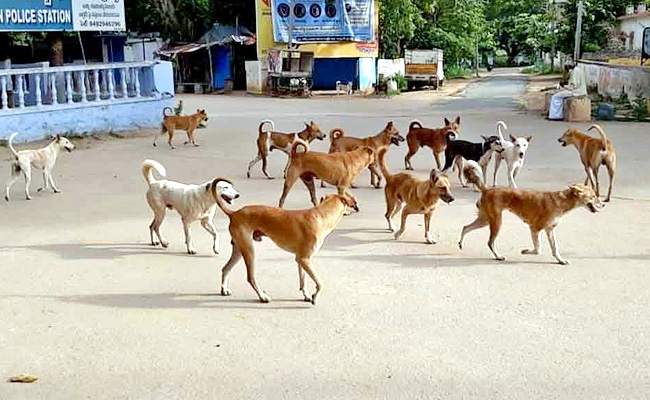 వీధి కుక్కల సైర్య విహారం.