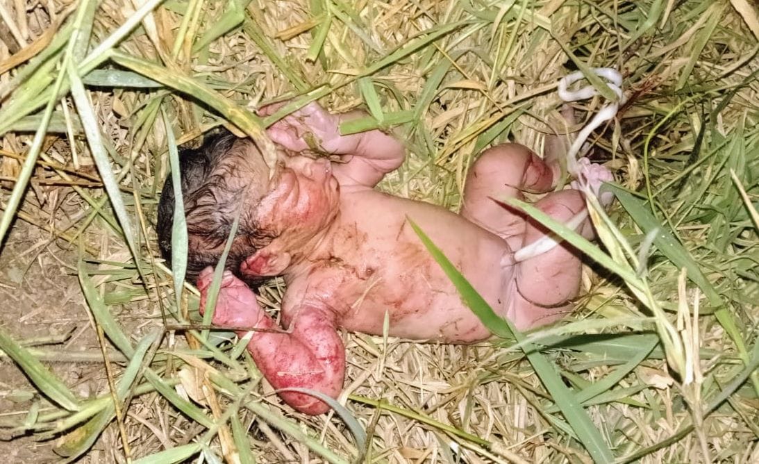 ముళ్ళ పొదల పాలైన పసికందు