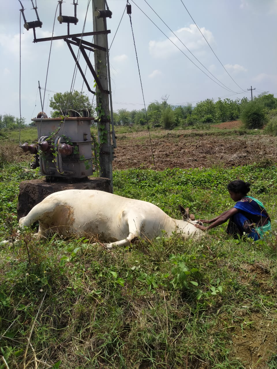 సోనాపూర్ గ్రామంలో విద్యుత్ షాక్ తో ఆవు మృతి