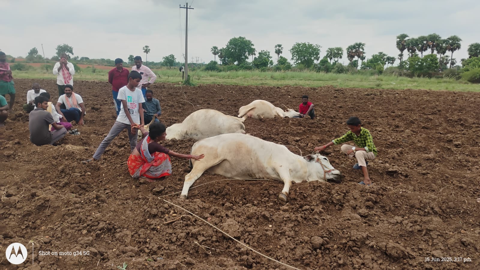 విద్యుదాఘాతంతో మూడు పాడి ఆవులు మృతి
